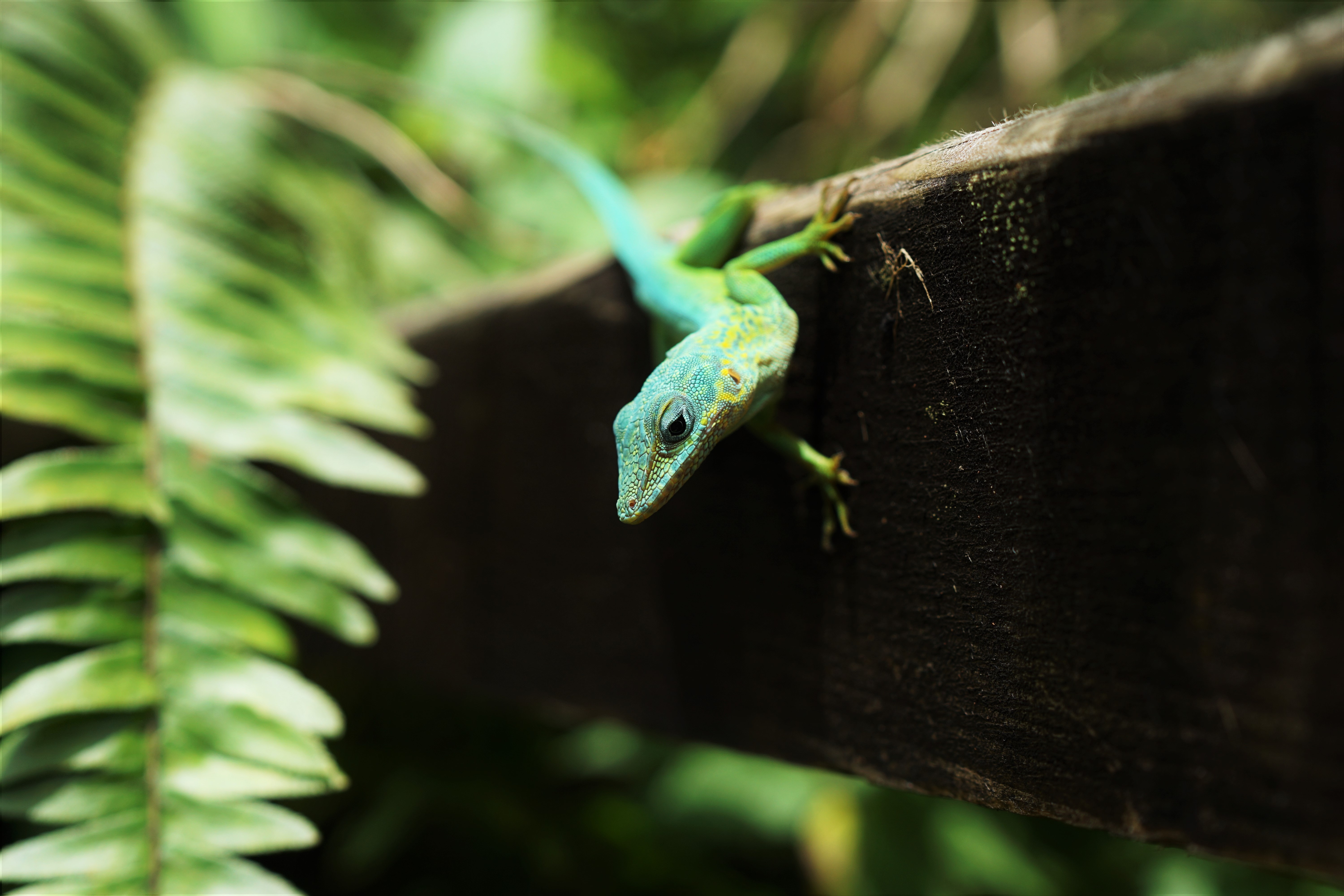 Blue-Tailed Day Gecko Facts